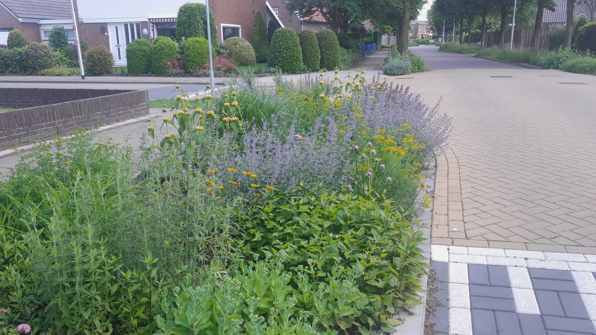 Beplanting woonstraten Lichtenvoorde staat er mooi op